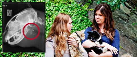 Frykter kattehater plaffer l�s