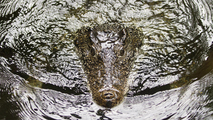 HANNKROKODILLE: En hannkrokodille av arten cubansk krokodille svømmer i «National Zoo» i Washington i USA. Foto: Jacquelyn Martin / AP Photo / NTB Scanpix HANNKROKODILLE: En hannkrokodille av arten cubansk krokodille svømmer i «National Zoo» i Washington i USA. Foto: Jacquelyn Martin / AP Photo / NTB Scanpix