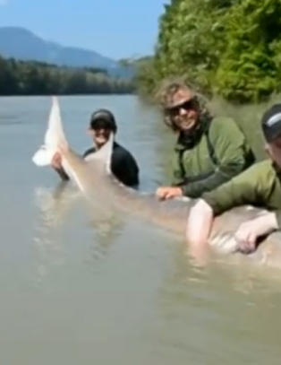 Dro opp 100 �r gammel monsterfisk p� 500 kilo