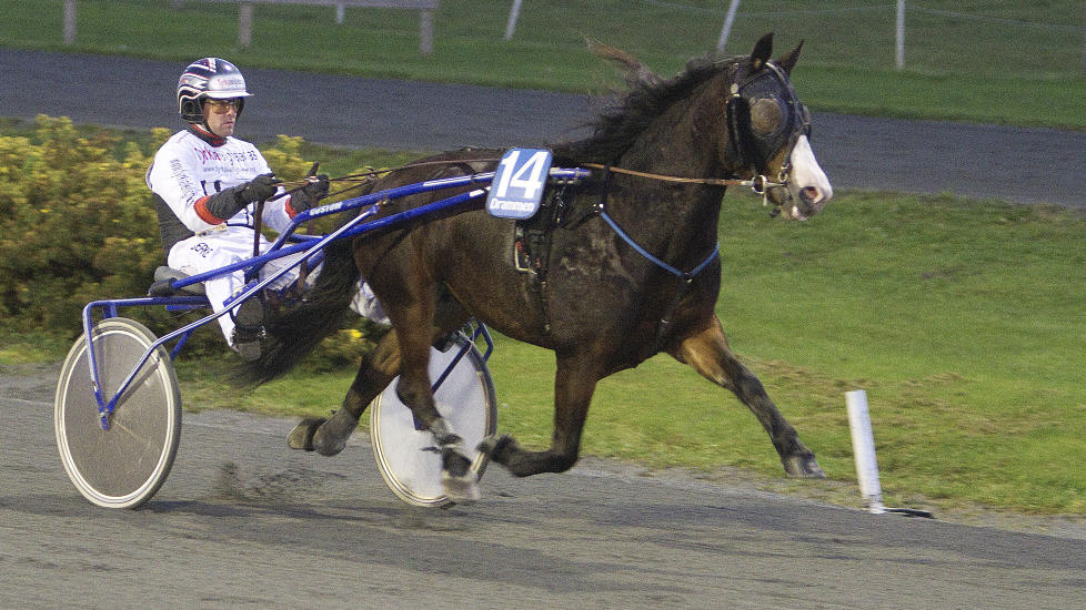 HISSIGPROPP. Gomnes Dona er ei hissig dame. Treneren gj�r mye for � roe henne ned foran onsdagens V65-l�p. Foto: HESTEGUIDEN.COM.