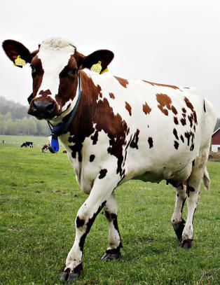 Disse  kuene velger selv n�r de skal spise, sove og bli melket