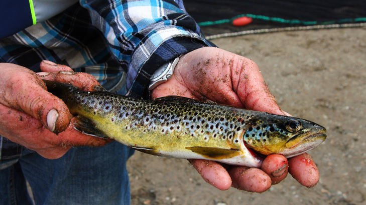 FJELLØRRET: Nok av fisk og få fiskere gir små fisk. Foto: KIRSTEN MARGRETHE BUZZI FJELLØRRET: Nok av fisk og få fiskere gir små fisk. Foto: KIRSTEN MARGRETHE BUZZI