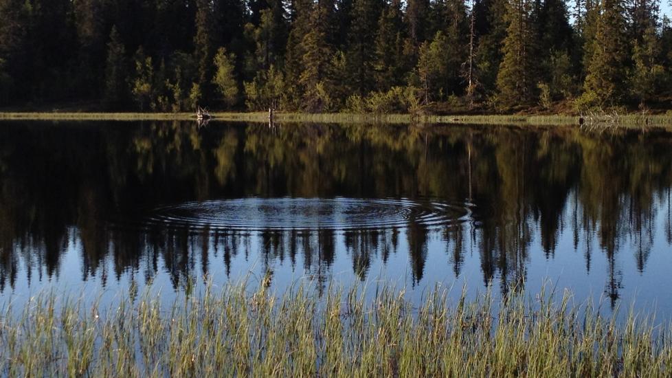 FISKEVAK: I Lille Byringstjernet i Rendalen er det fisk � se. Foto: TORKEL SKOGLUND / STATSKOG
