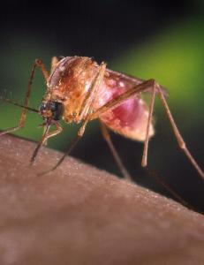 �D�dsmygg� skaper unntaktstilstand i Texas