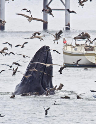 S� n�re var hvalen � sluke hele kajakken