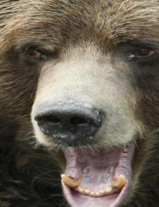 Turg�er drept av grizzlybj�rn idet han tok bilder av den