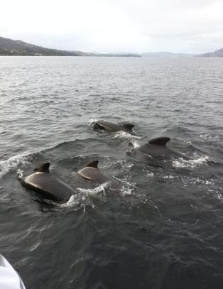 Stor flokk med hvaler utenfor Bergen