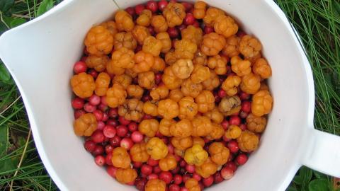 MULTER: En god kilde til vitamin E, C og kostfiber. Foto: Thinkstockphotos MULTER: En god kilde til vitamin E, C og kostfiber. Foto: Thinkstockphotos