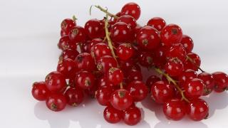 RIPS: Ribes rubrum er i samme slekt som solbær. De to artene har mange felles egenskaper. Petter Berg, HM Foto RIPS: Ribes rubrum er i samme slekt som solbær. De to artene har mange felles egenskaper. Petter Berg, HM Foto