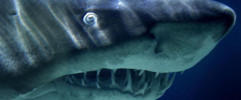 Dette hadde du aldri trodd du ville finne i badekaret