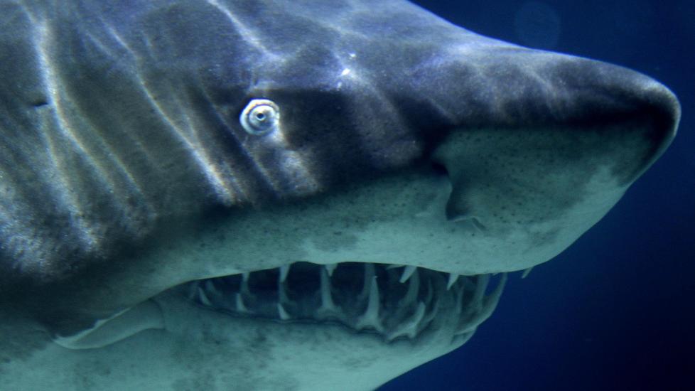 HAI P� BADET: En hotellansatt fant en hai som sv�mte rundt i badekaret p� The Tivoli Marina Vilamoura p� Algarvekysten. Haien p� bildet bor i akvariet i Berlin. Illustrasjonsfoto: MICHAEL SOHN / AP PHOTO / NTB SCANPIX