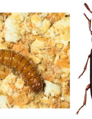 Det kan ta seks m�neder � bli kvitt disse