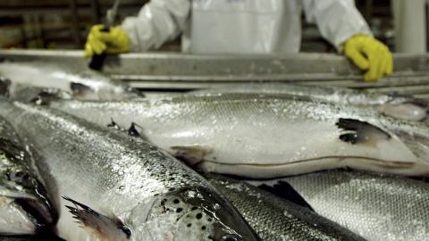 STOR INDUSTRI: Vi får i oss omega-3 i maten, særlig ved å spise feit fisk. Troen på omega-3s helsebringende effekter, har skapt en stor industri i Norge. Foto: REUTERS/Carlos Barria/Files (CHILE) STOR INDUSTRI: Vi får i oss omega-3 i maten, særlig ved å spise feit fisk. Troen på omega-3s helsebringende effekter, har skapt en stor industri i Norge. Foto: REUTERS/Carlos Barria/Files (CHILE)