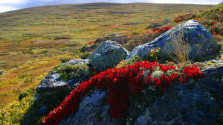 GEILO: I fjellet rundt Hallingskarvet ved Geilo er h�stfargene str�lende i oktober.   Foto: GEIR B�LSTAD