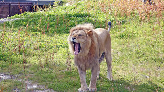 DYREPARKEN I KRISTIANSAND: Presentasjon av l�vene er en av de daglige postene p� programmet i h�stferien. Foto: EIVIND PEDERSEN