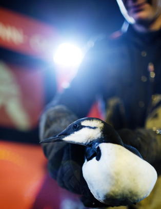 Flere titalls alker �n�dlander� over hele hovedstaden