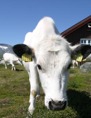 «Kyr kan drite i potetåkrar»