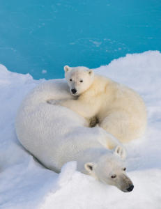 Advarer mot oljeutvinning i Arktis