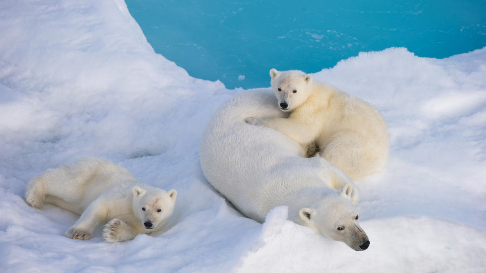  En isbj�rnbinne med unger hviler p� et isflak i Barentshavet. Foto: REUTERS/Florian Schulz/NTB Scanpix