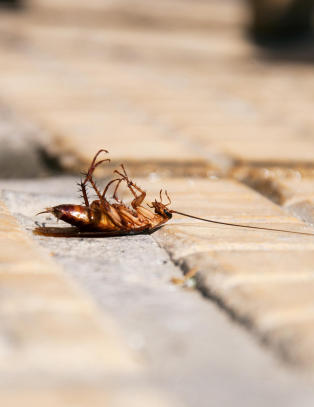 Edward (32) d�de etter � ha spist flere titalls kakerlakker