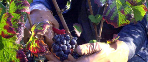 Her er vinverdenens svar p� dr. Jekyll og mr. Hyde