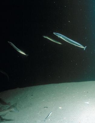 Denne fisken kan koste Statoil over fem millioner kroner dagen