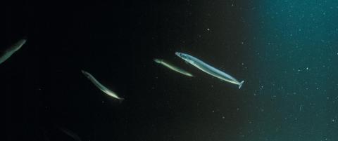 Denne fisken kan koste Statoil over fem millioner kroner dagen