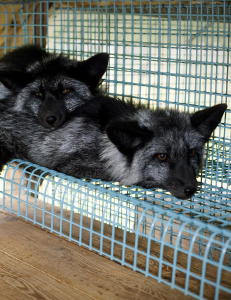 Ap vil forby pelsdyroppdrett