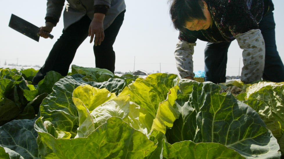 KRISE: Kinesiske b�nder h�ster k�l p� ladsbygda utenfor Shanghai. Landsbygda t�mmes for folk som s�ker arbeid i byene og ett-barnspolitikken t�mmer bygder og landsbyer for arbeidskraft. Kommunistpartiet lover n� � gj�re noe for � bedre levestandarden p� landsbygda. Foto: REUTERS / Scanpix / Claro Cortes