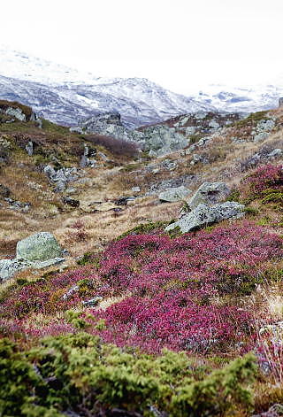 H�STFJELL: Her ved inngangsporten til Hardangervidda fant vi godt med mose, lyng og h�stfarget fjellnatur. Foto: ELISABETH SPERRE ALNES