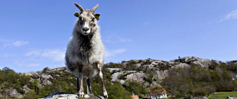 Vill, vakker, liten og lett, med smakfulle lår