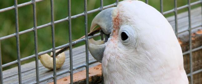 Kakaduen Figaro sjokkerer forskere