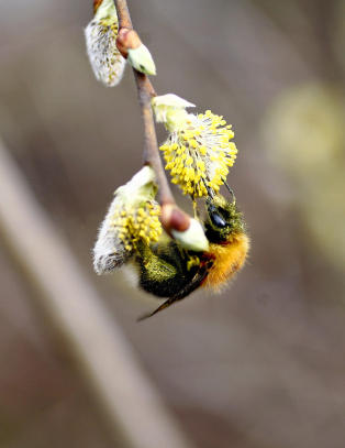 Paul sine bier lagde honning med mintsmak
