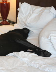 Utstillingshund skadd etter Norwegian-tur