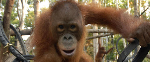 Aper f�r ogs� midtlivskrise