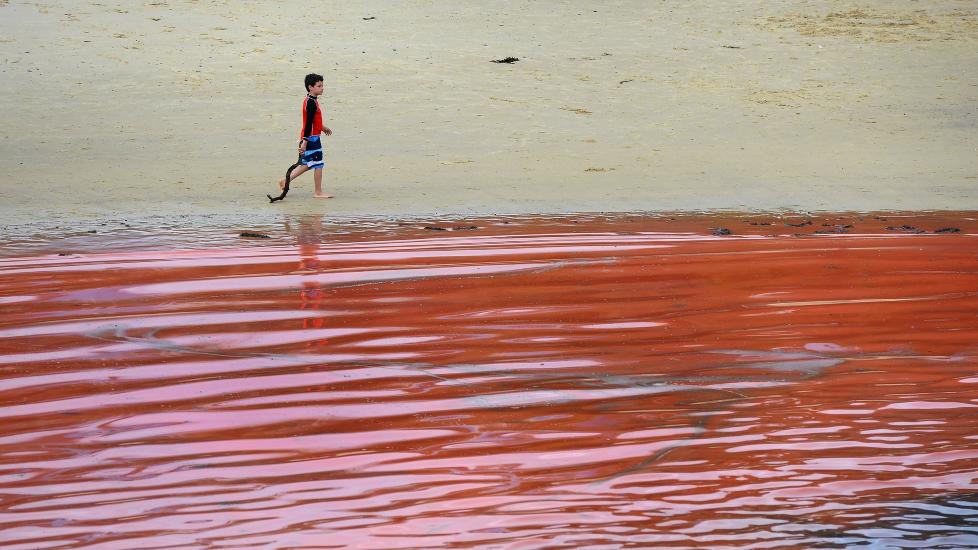R�DT VANN: B�de Bondi Beach og Clovelly Beach (bildet) ble stengt da alger gjorde vannet blodr�dt p� tirsdag. Foto: WILLIAM WEST / AFP PHOTO/ NTB SCANPIX