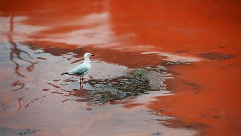 I HELE VERDEN: En m�ke st�r og ser p� algene som farger vannet r�dt. I l�pet av dagen fant australske myndigheter ut at det dreier seg om en alge som kalles Noctiluca scinitillans som h�rer til algeklassen Dinophyceae. If�lge Havforskningsinstituttet finnes disse i kalde og varme farvann langs kyster over hele kloden. Foto: WILLIAM WEST / AFP PHOTO/ NTB SCANPIX