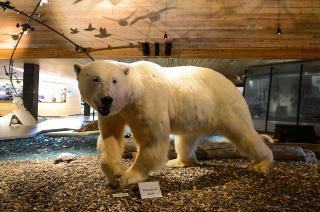 KONGEN AV SVALBARD: F�r du ikke se isbj�rn i levende live, kan du se en utstoppet variant p� Svalbard museum. Foto: ROGER BRENDHAGEN