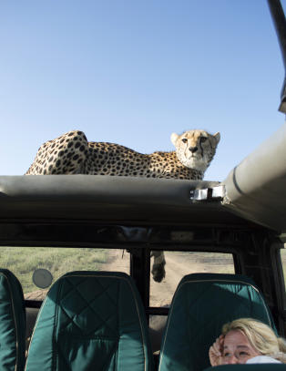 Fikk gepard i bilen