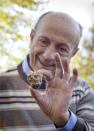 HVIT TR�FFEL: Vinbonde Alberto Fenocchio viser stolt fram et eksemplar av Piemontes hvite tr�ffel, funnet mellom bondens drueranker. Foto: METTE M�LLER