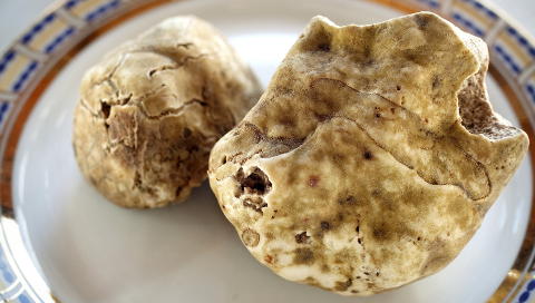 KLARE TIL SERVERING: To store hvite tr�fler er klare til servering. Delikatessen vises alltid fram for gjestene f�r den h�vles i tynne skiver over en god pasta, ostefondue eller risotto. Foto: METTE M�LLER