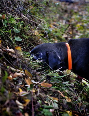 Her jakter Mickey (14) �hvitt gull� verdt 40 000 kroner kiloen