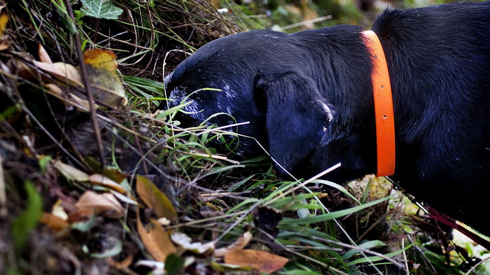 TR�FFELHELT: Er det noe tr�ffel her tro? Den erfarne tr�ffelhunden Mickey (14) har fortsatt luktesansen i orden. Foto: METTE M�LLER