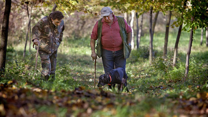 BLANT VINRANKER: Midt i hjertet av Barolo i vakre Piemonte ligger ving�rden til Alberto Fenocchio, og blant de mange m�l med vinranker vokser en av verdens dyreste r�varer, Piemontes ber�mte hvite tr�ffel. Foto: METTE M�LLER