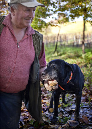 FORN�YD: Tr�ffelhunden Mickey (14) har snust seg fram til en fin, hvit tr�ffel, og er forn�yd med dagens fangst. Av tr�ffeljeger Flabio f�r han kjeks i bel�nning. Foto: METTE M�LLER