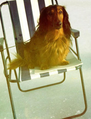 Dachsen Theodor ble drept av ulv