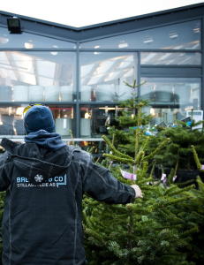 Opptil 20 000 sm�kryp blir med juletreet hjem