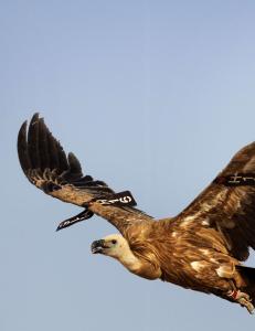 - Mistenkt spiongribb fra Israel fanget i Sudan