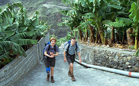 LA PALMA: Fotturister mellom bananpalmene. Foto: GEIR B�LSTAD