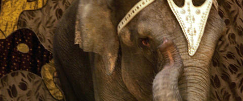 Vodka reddet elefanter fra Sibir-kulda